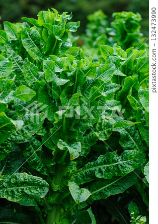 Green stem lettuce crops in garden 132473990