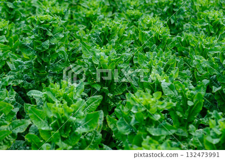 Green stem lettuce crops in garden 132473991