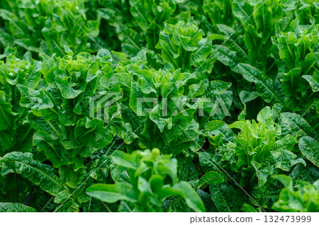 Green stem lettuce crops in garden 132473999