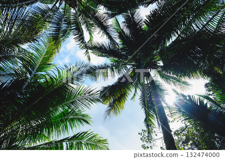 Coconut trees under blue sky 132474000