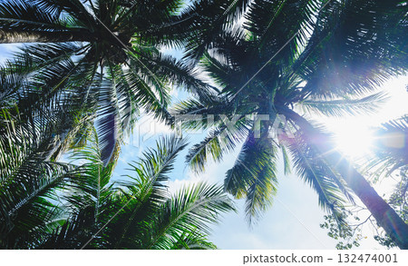 Coconut trees under blue sky 132474001