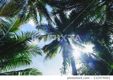 Coconut trees under blue sky Coconut trees under blue sky 132474002