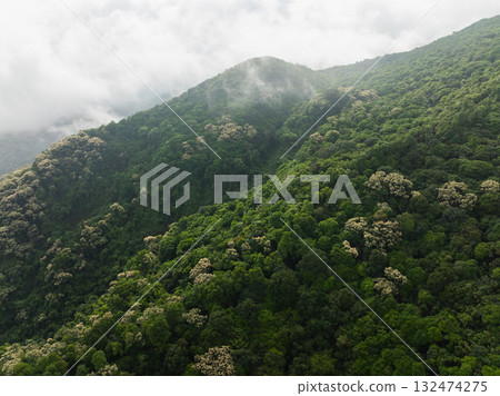 Aerial view of green forest with  flowering castanopsis fissa trees in spring 132474275