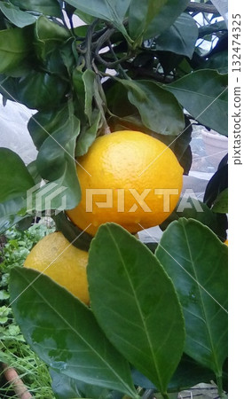 橘子種植在樹上 橘子種植在樹上 132474325