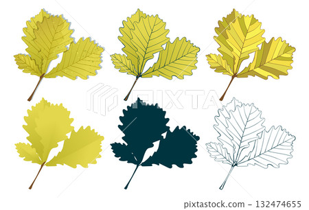 Set of hand-drawn yellow oak autumn leaves isolated on white background. Flat and line styles fall colored vector illustrations. 132474655