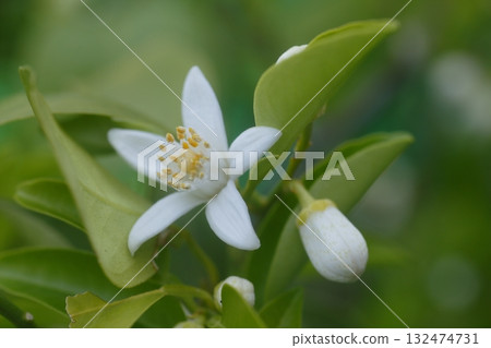White yuzu flowers 132474731