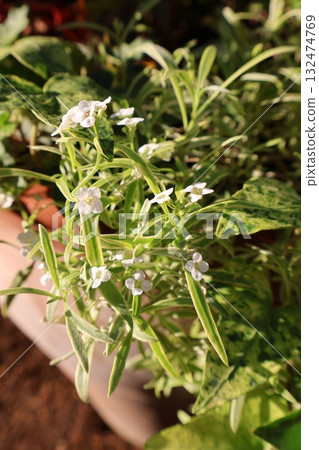 Variegated leaf alyssum 132474769