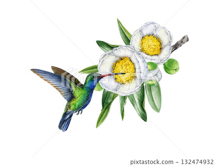 Small hummingbird with blooming spring white camellia tree branch. Hand drawn vintage style watercolor nature illustration. Bright wildlife bird with camellia twig with flowers on white background 132474932