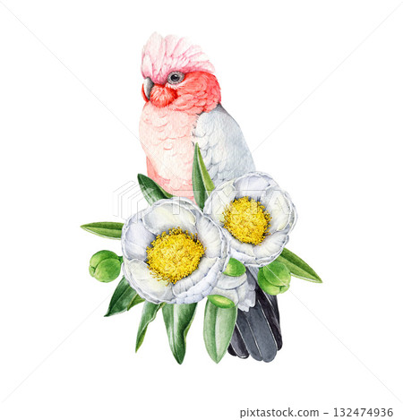 Galah on blooming white camellia floral decoration. Hand drawn vintage style watercolor nature illustration. Bright Australia parrot bird on camellia twig with flowers on white background Galah on blooming white camellia floral decoration. Hand drawn vintage style watercolor nature illustration. Bright Australia parrot bird on camellia twig with flowers on white background 132474936