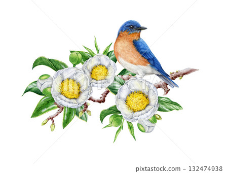 Bluebird on blooming white camellia tree branch watercolor illustration. Hand drawn cute garden songbird perched on camellia twig with white flowers and leaves. Isolated on white background 132474938