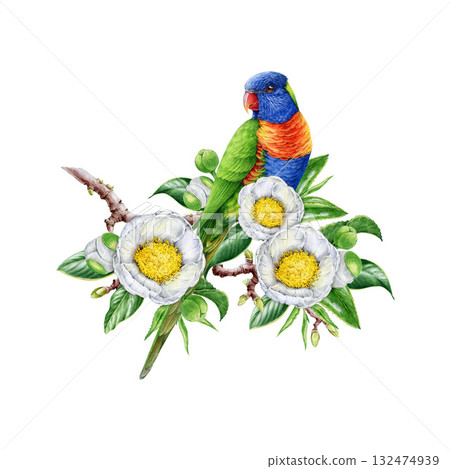 Rainbow lorikeet bird on blooming white camellia tree branch watercolor illustration. Hand drawn bright parrot perched on camellia twig with white flowers and leaves. Isolated on white background 132474939