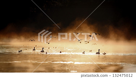 A flock of ducks flying through the morning mist, a fantastical, ecological image A flock of ducks flying through the morning mist, a fantastical, ecological image 132475012
