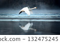 A side view of a whooper swan flying low over the water 132475245