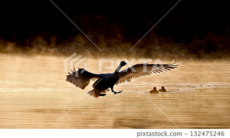 A swan spreading its wings and flying through the morning mist. A fantastic, ecological image. A swan spreading its wings and flying through the morning mist. A fantastic, ecological image. 132475246