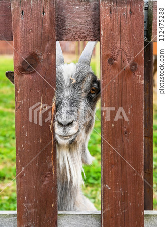 Gray domestic goat curiously peeking through a wooden fence on a green pasture in a rural farm setting. Gray domestic goat curiously peeking through a wooden fence on a green pasture in a rural farm setting. 132475288