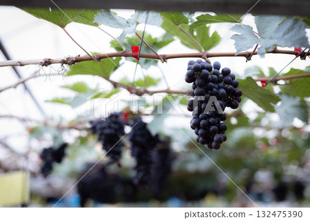 A beautiful bunch of ripe red grapes on the vine in a sunny vineyard A beautiful bunch of ripe red grapes on the vine in a sunny vineyard 132475390