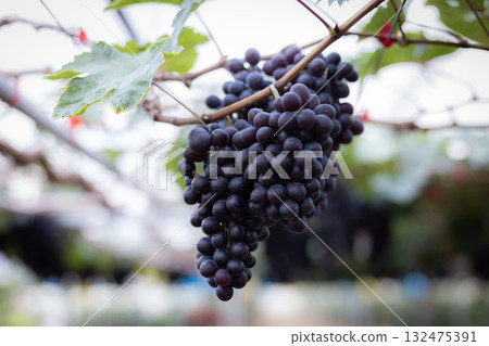 A beautiful bunch of ripe red grapes on the vine in a sunny vineyard A beautiful bunch of ripe red grapes on the vine in a sunny vineyard 132475391