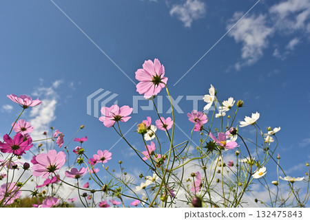 Cosmos fall image 132475843