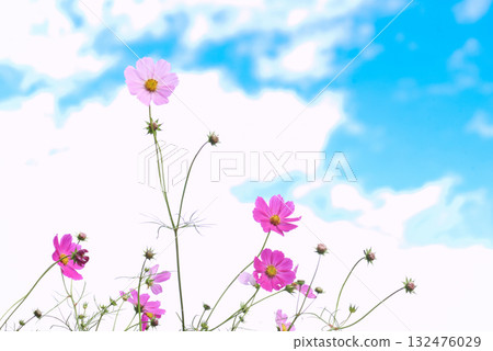 Cosmos fall image Cosmos fall image 132476029