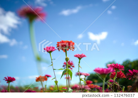Red and pink Daisy flowers in a farm. Red and pink Daisy flowers in a farm. 132476037