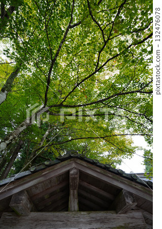 比叡山延歷寺院內的綠樹 比叡山延歷寺院內的綠樹 132476078