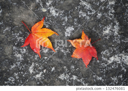 Fallen maple leaves on the ground Fallen maple leaves on the ground 132476081