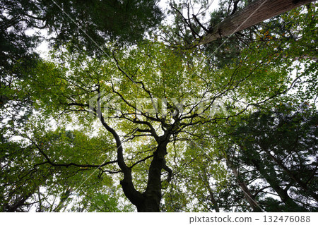 比叡山延歷寺院內的綠樹 132476088