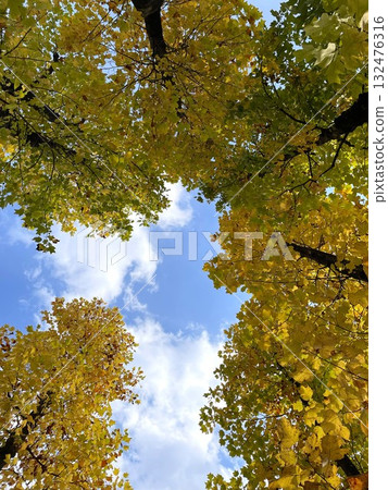 Ginkgo leaves turning yellow 132476316