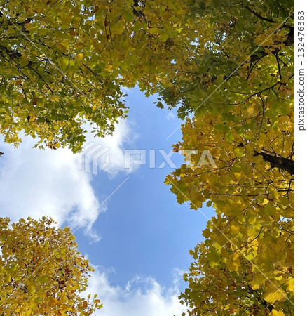 Autumn sky and autumn leaves Autumn sky and autumn leaves 132476363