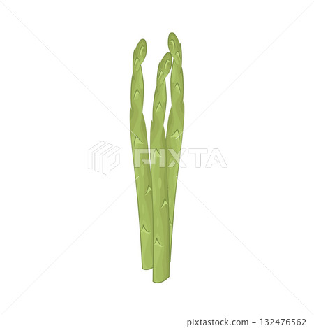 Illustration of asparagus Illustration of asparagus 132476562