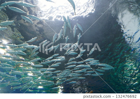 9391 Aquarium Sardines 132476692