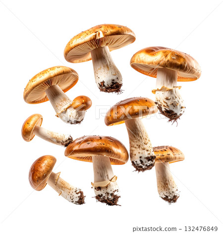 Mushrooms flying in the autumn forest | No background, transparent PNG, copy space 132476849