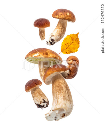 秋季森林中飛舞的蘑菇 | 無背景，透明 PNG，複製空間 132476850