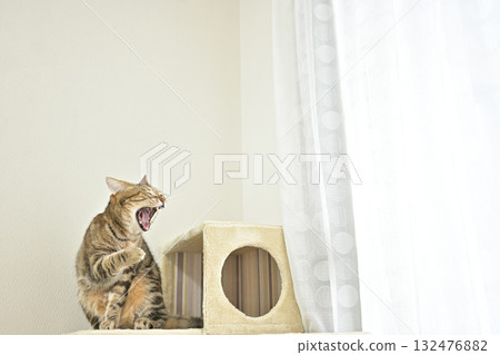 Cat yawning at the window through the curtains, morning scenery, relaxation, motivation switch Cat yawning at the window through the curtains, morning scenery, relaxation, motivation switch 132476882
