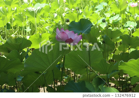 Heiwanomori Park Hass 132476912