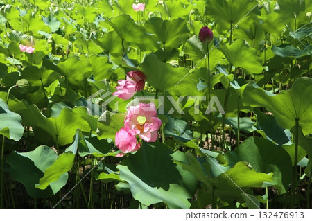 平和之森公園哈斯 平和之森公園哈斯 132476913