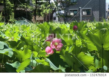 平和之森公園哈斯 平和之森公園哈斯 132476914