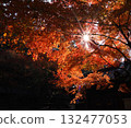 陽光透過秋葉的縫隙灑下。 132477053