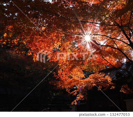 Light filtering through gaps in the autumn leaves 132477053
