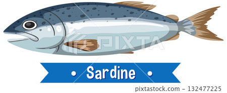 Detailed Vector Illustration of a Sardine Fish 132477225
