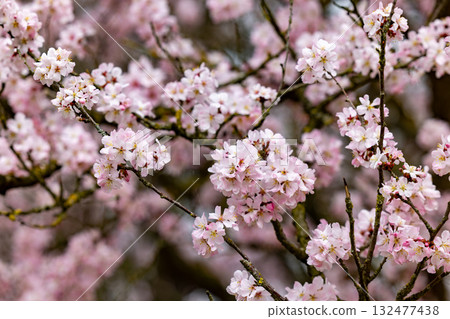Stunningly Beautiful Blossom Branches are Flourishing Vibrantly in the Springtime Season 132477438