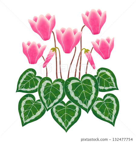 粉紅色的仙客來花 132477754