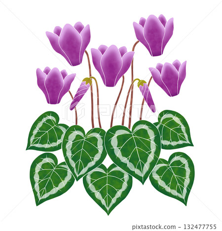 purple cyclamen flower 132477755