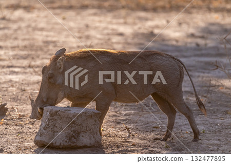 Close-up of a Warthog 132477895