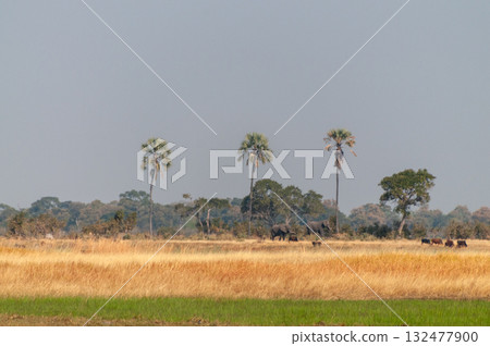 Elephants grazing in the Okavango 132477900