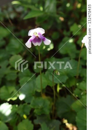 花壇裡可愛的熊貓紫羅蘭花 132478435