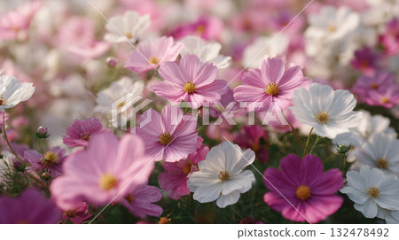 Gorgeous cosmos texture, spring background material 132478492