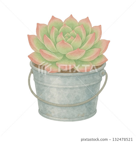 [多肉植物] 石蓮花（Ariel）/錫桶 132478521