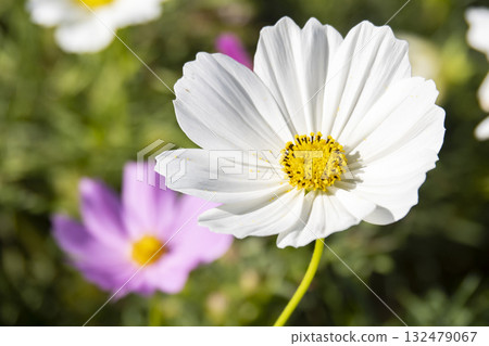 波斯菊花的特寫。 波斯菊花的特寫。 132479067