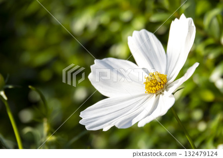 Close-up of cosmos flowers. Close-up of cosmos flowers. 132479124